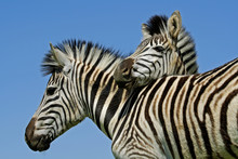Plains Zebras (Equus Quagga) 