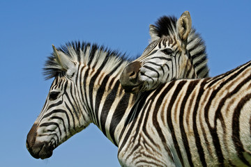 Wall Mural - plains zebras (equus quagga)
