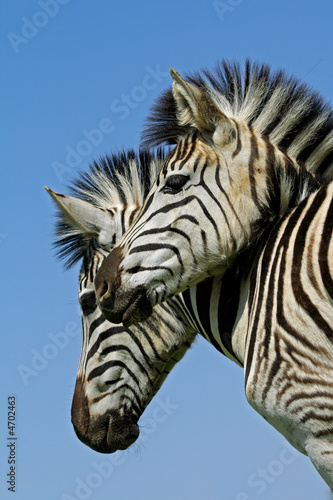Plakat na papierze fotorealistycznym Portret równiny zebra (equus quagga)