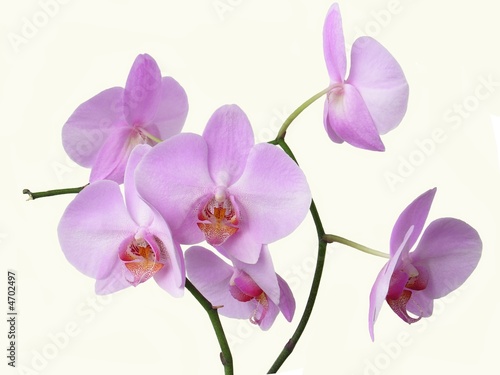 rozowe-kwiaty-orchidei