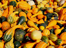 Colorful Gourds Background
