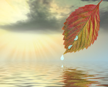 Autumn Leaf Above Water In Beams Yellow Sunset