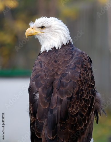 Obraz na płótnie canvas American bald eagle (haliaeetus leucocephalus)