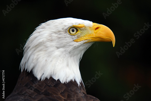 Obraz na płótnie canvas czteroczęściowy "tetraptyk" American bald eagle (haliaeetus leucocephalus)