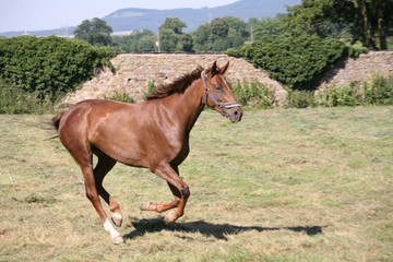 Sticker - Trakehner