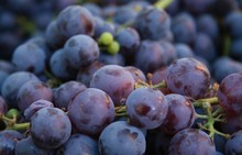 Purple Grapes Closeup