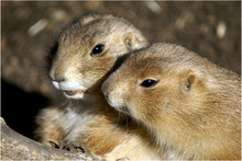Two Cuddly Prairie Dogs