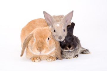 Wall Mural - three bunny on a white background