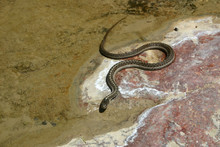 Plains Garter Snake (Thamnophis Radix)