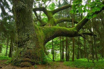 mighty oak.