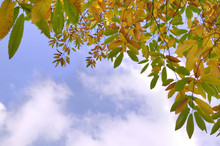 Autumn Leaves And Sky
