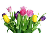 Fototapeta Tulipany - Varicoloured spring tulips