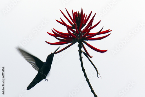 Obraz na płótnie canvas trzyczęściowy "tryptyk" Koliber unoszący się w erythrina speciosa