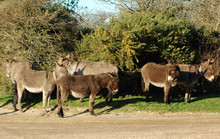 New Forest Donkeys