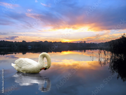 Fotoboard na płycie Jezioro łabędzie