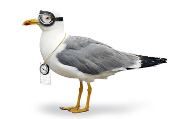 Venturesome seagull