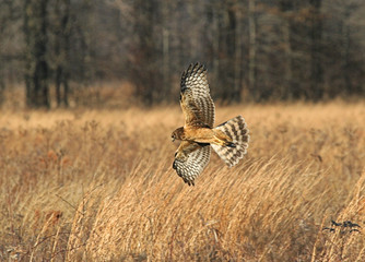 Wall Mural - Northern Harrier Hunting in a Field