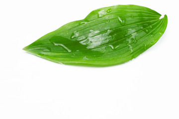 Poster - Green leaf