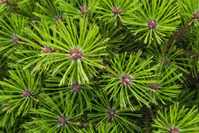 Pine Needles Texture