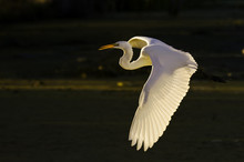 Great Egret's Early Morning Flight