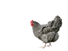 Barred Plymouth Rock  Chicken     