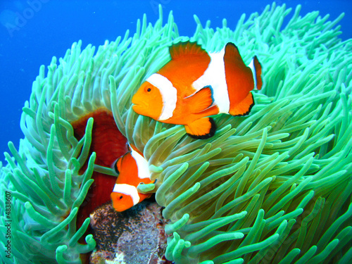 Fotografía Tropical clown fish family
