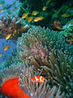 Colorful coral reef fish