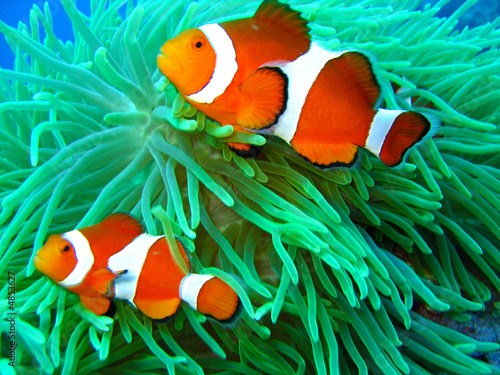 Foto-Vorhang - Nemo found (von Tommy Schultz)