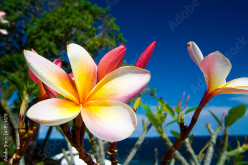 Board z aluminiowym obramowaniem Tropikalny kwiat frangipani