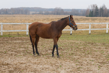 Horse in levado