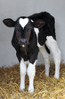 little black and white calf with heart shape on his head
