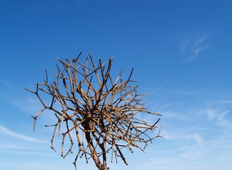mistletoe on the sky background