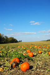 pumpkin patch