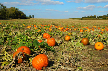 pumpkin patch