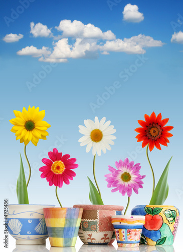 Fun daisies in pots