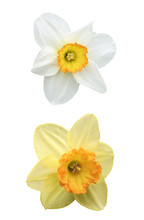 Daffodil And Narcissus With Dewdrops, Isolated On White