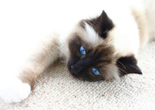 Burman Cat With Blue Eyes On White