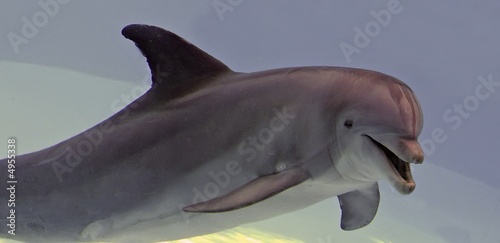 Board z aluminiowym obramowaniem Delfin