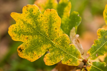 oak tree leaf