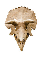 Crâne De Dinosaure