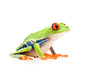 red-eyed tree frog isolated on white