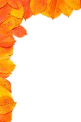 Wall Mural - Colorful autumn corner