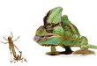 chameleon and crickets