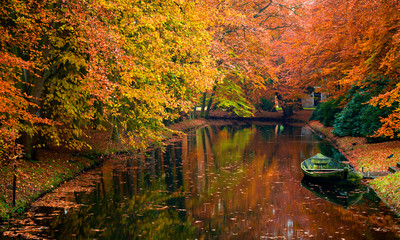 autumn in the forest