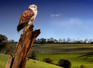 falcon sitting on a wooden bark