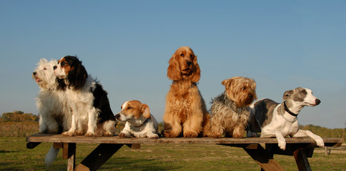 Poster - petits chiens