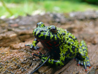 Wall Mural - Fire-bellied Toad 9