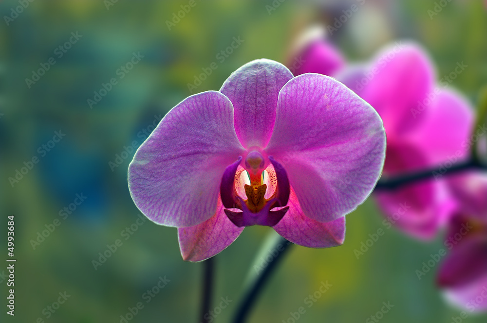 orchidee-phalaenopsis