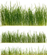 canvas print picture - Fresh grass