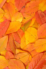 Wall Mural - Colorful autumn background